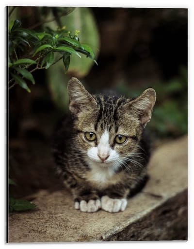 Dibond - Nieuwwsgierig Katje - 30x40cm Foto op Aluminium (Wanddecoratie van metaal)