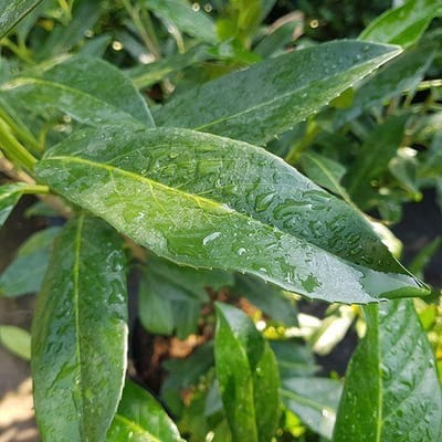 Prunus 'Caucasica' Select - Laurierkers Caucasica 60-80 cm c5