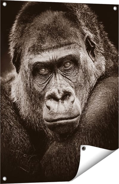 Gards Tuinposter Gorilla - Zwart Wit - 60x80 cm - Tuindoek - Tuindecoratie - Wanddecoratie buiten - Tuinschilderij