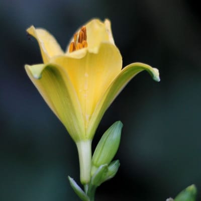 Daglelie (Hemerocallis hybrida) - Hemerocallis Stella d'Oro - (potplant) - Vaste planten - Bijen-Vlinders - Snijbloemen - Zomerbollen