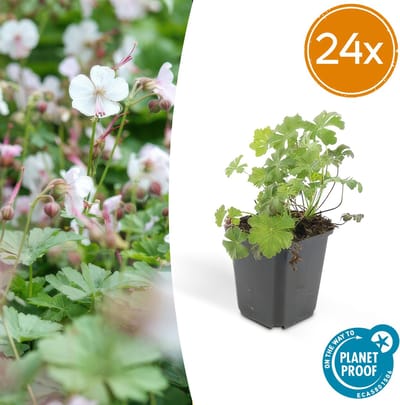 Tuinplantenshop.com | Geranium cant. 'Biokovo' | 24 stuks - Ø9cm - 10-25cm hoog - Tuinplant