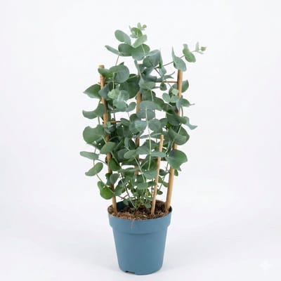 JUNAVERA Eucalyptus cinerea | zilvereucalyptus | 40 cm hoog | in 12 cm pot | wintergroene blikvanger