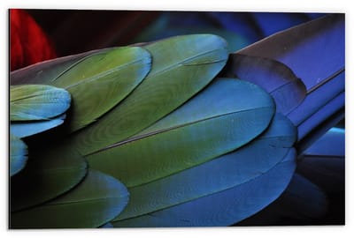 Dibond - Veren van Papagaai  - 60x40cm Foto op Aluminium (Wanddecoratie van metaal)