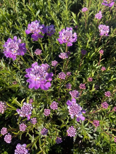 6x Scheefbloem - Iberis semp. 'Absolutely Amethyst' | 9x9 cm pot