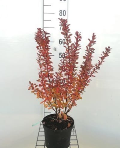 Berberis thunbergii 'Red Rocket' - Japanse Zuurbes, Rode Japanse Zuurbes 25 -30 cm in pot