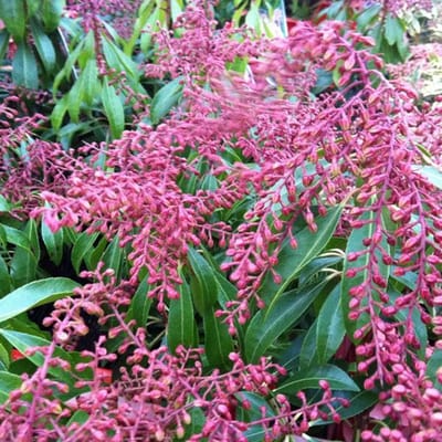 Pieris Japonica 'Valley Rose' - Rotsheide - 20-30 cm pot: Struik met roze bloementrossen en groen blad.