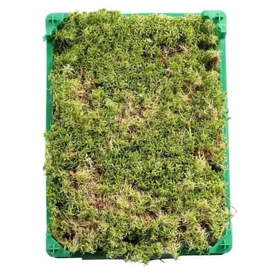 JUNAVERA Levend Sphagnum Mos in Krat - 5 Liter