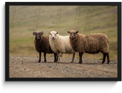 Poster in lijst - Fotolijst 60x40 cm - Posters - Schapen - Bruin - Wit - Grindpad - Posterlijst zwart - Decoratie - Wanddecoratie woonkamer - Muurdecoratie slaapkamer
