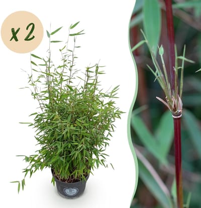 Green boutiQ - Grassen - Fargesia nitida Red Dragon - Niet Woekerende Bamboe - Bladhoudend - Groen - 2 Planten - Pot 23 cm - Hoogte 80 cm
