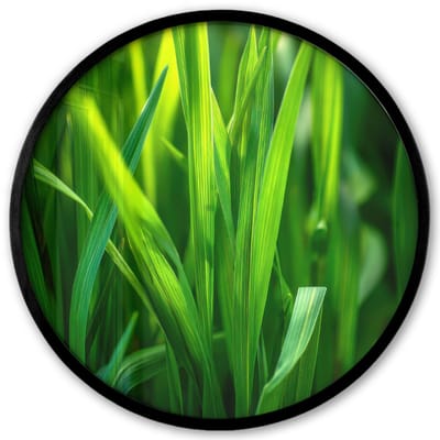 Poster in lijst Rond - Fotolijst 40x40 cm - Posters - Grassprieten - Lichtinval - Groen - Ronde posterlijst zwart - Decoratie - Wanddecoratie woonkamer - Muurdecoratie slaapkamer