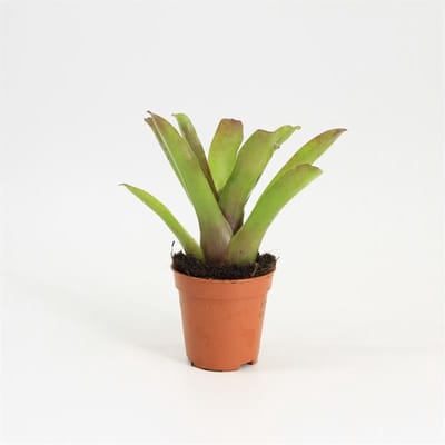 Moerings Neoregelia Bromelia in 5 cm pot