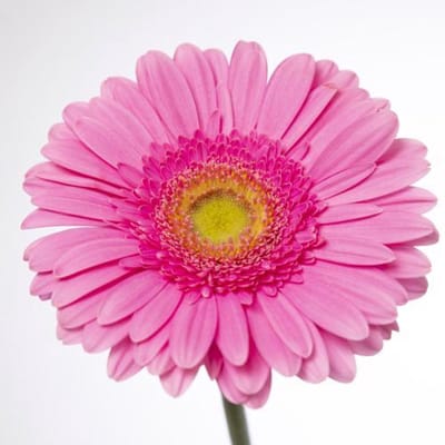 45x Gerbera glossy 70cm