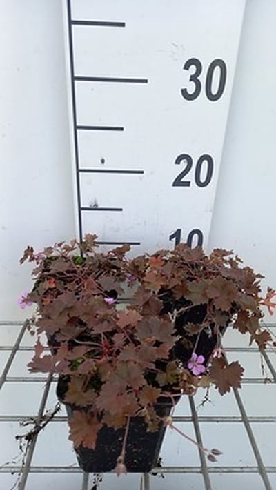 6x Ooievaarsbek - Geranium hybr. 'Bob's Blunder' | 9x9 cm pot