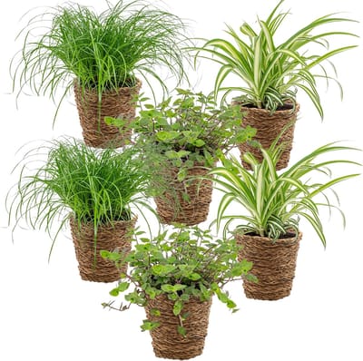 Bloomique - Set van 6 - Huisdiervriendelijke planten - Chlorophytum, Cyperus, Callisia - Kamerplanten - Hoogte 20-30 cm - in Rotan Mand 12 cm