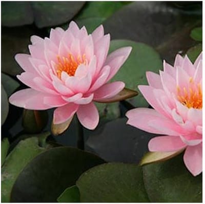Moerings Nymphaea Peter Slocum | Waterlelie | In 3L Mand