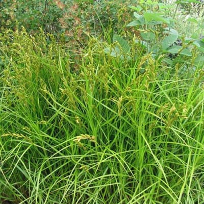 6 x Carex Muskingumensis - Palmzegge - pot 9 x 9 cm - Een Groenblijvend Juweel in de Halfschaduw