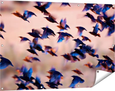 Gards Tuinposter Groep Vliegende Blauwe Spreeuw Vogels - 120x80 cm - Tuindoek - Tuindecoratie - Wanddecoratie buiten - Tuinschilderij