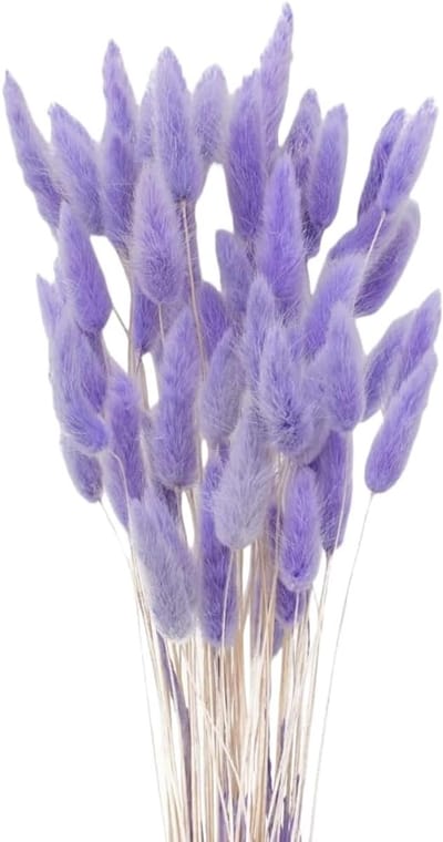 Gedroogd Gras - Konijnenstaartjes Pampas - Binnen Decoratie - Natuurlijke Kleur Behoud - 40-45 cm Lengte - Paars