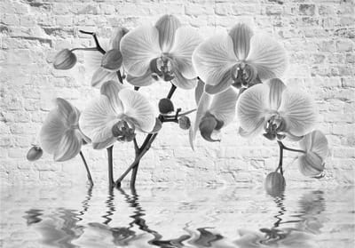 Fotobehangkoning - Behang - Vliesbehang - Fotobehang Grijze Orchideeën - Bloemen - Orchid in Shades of Gray - 150 x 105 cm