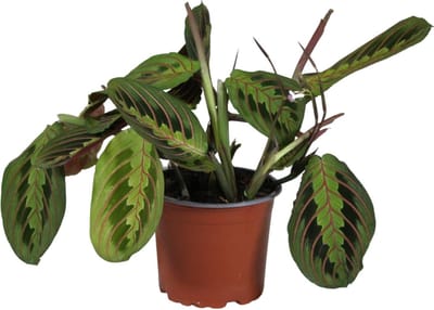 Plantenboetiek.nl | Maranta Leuconeura Fascinator - Ø12cm - 30cm hoog - Kamerplant - Groenblijvend