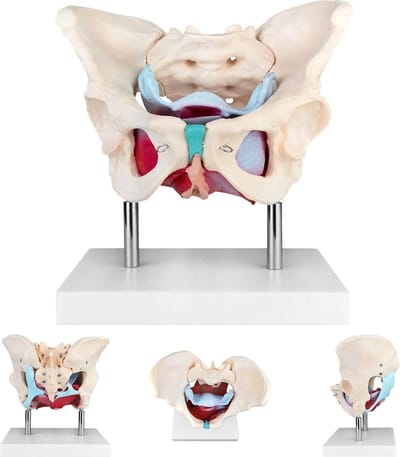 Anatomie model bekken en bekkenbodemspieren, vrouw