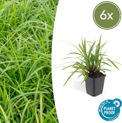 Tuinplantenshop.com | Carex morrowii 'Irish Green' | 6 stuks - Ø9cm - 10-25cm hoog - Tuinplant - Multideal