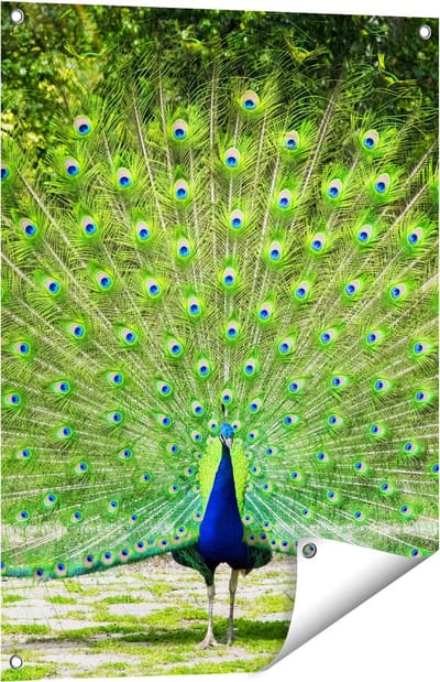 Gards Tuinposter Pauw met Grote Kleurrijke Veren - 60x80 cm - Tuindoek - Tuindecoratie - Wanddecoratie buiten - Tuinschilderij