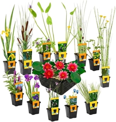 Mix Waterplanten - Vijverplanten Set - Vijver Aankleden - Winterhard Ecologisch - 12 Stuks - Rood