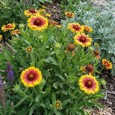 Bloomique - Set van 3 - Gaillardia Arizona Sun - Kokardebloem - Rijkbloeiend - Winterhard - Vaste plant - 10-20 cm hoog - Pot 9 cm