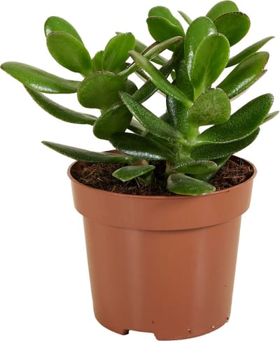 Bloomique - Crassula Ovata Magical Tree - Jade Plant - Kamerplanten - Vetplant - Succulent - Zeer Gemakkelijk Te Verzorgen - Hoogte 15-20 cm - Pot 12 cm