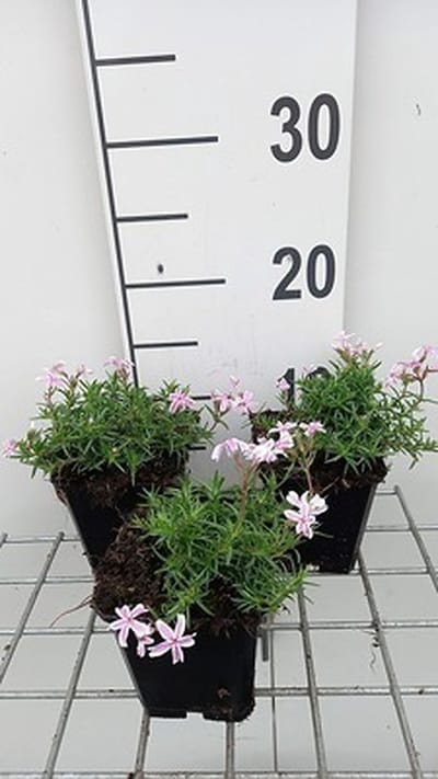 6x Vlambloem - Phlox (s) 'Candy Stripes' | 9x9 cm pot