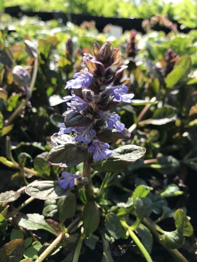 6 x Ajuga reptans 'Atropurpurea' - Zenegroen - P9 Pot (9 x 9cm) - Dima Vaste Planten