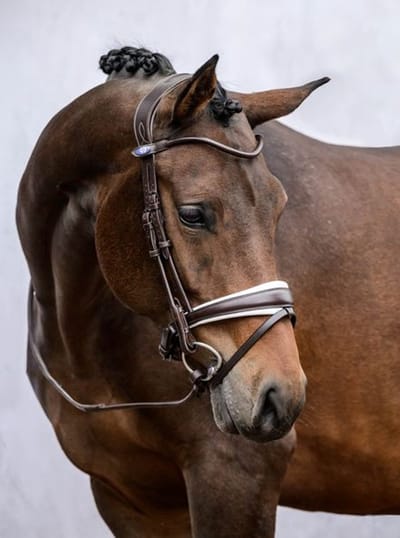 PS of Sweden GP trens hoofdstel Bruin / Wit padding Volledig - Anatomisch gevormd zacht leren hoofdstel zonder frontriem