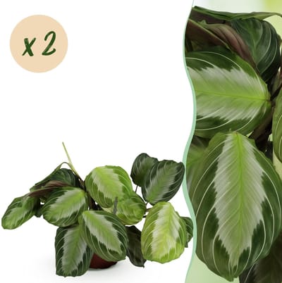 Green boutiQ - Kamerplant - Maranta Fascinator Silverband - Gebedsplant - Huisdiervriendelijk - Groen - 2 Planten - Pot 12cm - Hoogte 30-35cm