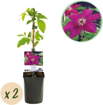 Plantenboetiek.nl | Klimplant - Clematis Westerplatte - Bloem Rood - Weinig onderhoud -2 planten - Pot 11cmcm - Ø10cm - 30-40cm hoog - Tuinplant