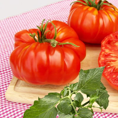 Tomaat (Lycopersicon lycopersicum) - Vlees Brutus - Moestuin - bloeit in Oktober / Juli / Augustus / September