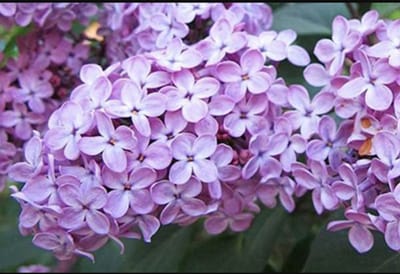 Syringa vulgaris - Sering 60- 80 cm in pot
