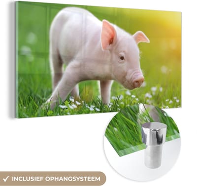 MuchoWow® Glasschilderij 40x20 cm - Schilderij acrylglas - Dieren - Biggetje - Varken - Foto op glas - Schilderijen