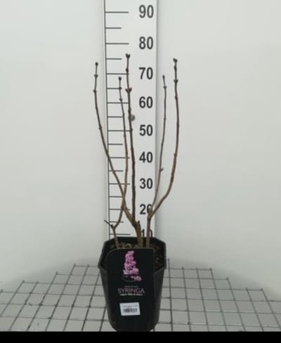 2 x Syringa vulg. 'Belle de Nancy' - Gewone Sering ,Vaak Ook Verkeerdelijk Jasmijn Genoemd 50- 60 cm in pot