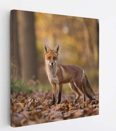 Saammp Canvas Schilderij - Vos in het bos - Natuur - Dieren - 20x20 - Foto op canvas - Wanddecoratie - Muurdecoratie Woonkamer - Slaapkamer decoratie - Canvas Print