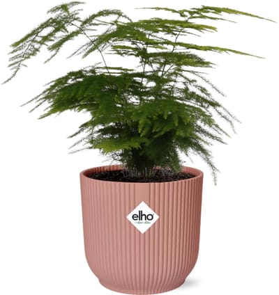 Plantenboetiek.nl | Asparagus Setaceus ‘Plumosus’ in ELHO Vibes Fold roze - Ø14cm - 25-35cm hoog - Kamerplant - Groenblijvend