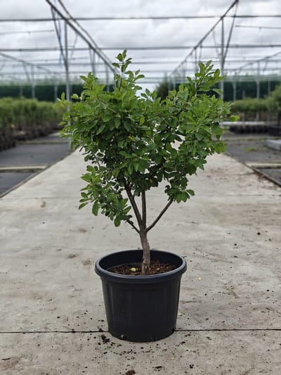 Prunus domestica 'Mirabelle de Nancy' - Oude Pruimenboom - Onderstam St.Julien - 45L pot - ca. 1.5m