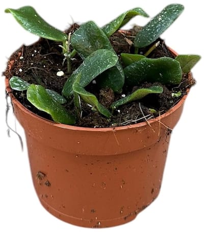 Hoya Rotundiflora Kamerplant Potmaat Ø10,5 cm |Vers Van De Kweker