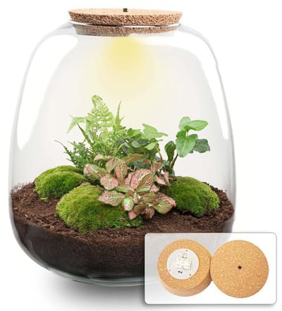 Plantenboetiek.nl | Plant terrarium 'Nora' - Hedera Pink met LED kurk - Ø23cm - 25 cm hoog - Ecosysteem & Terrarium