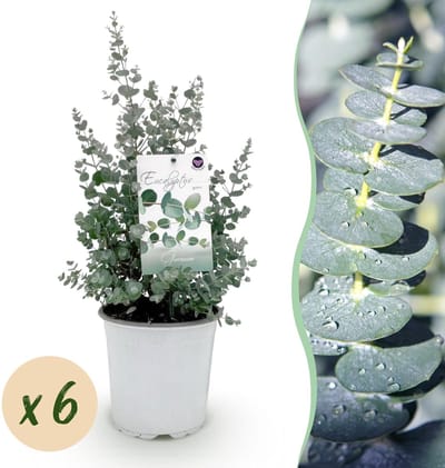 Green boutiQ - Terrasplant - Eucalyptus boom - Eucalyptus gunni - Grijs - 6 Planten - Winterhard - Pot 17cm Hoogte 40cm