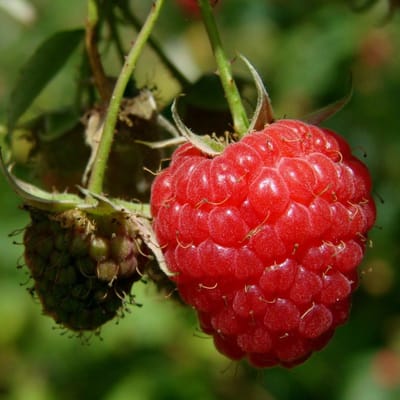 12 x Frambozenstruik Malling Promise Rode Framboos - Winterharde Fruitplant Klimplant - Rubus idaeus 'Malling Promise' in C2(liter) pot met hoogte 50-60cm