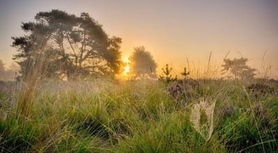 Fotobehang heideveld zonsopkomst in de mist 250 x 260 cm - € 175,--