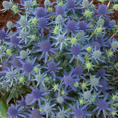 12 x Eryngium planum 'Blue Hobbit' - Kruisdistel in 9x9 pot met hoogte 0-10 cm