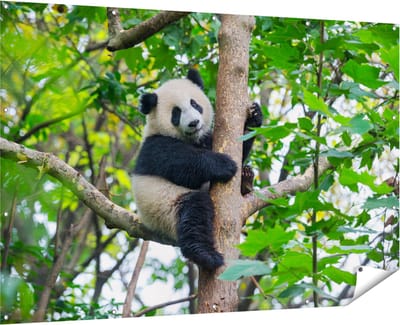 Gards Tuinposter Panda in de Bomen - 180x120 cm - Tuindoek - Tuindecoratie - Wanddecoratie buiten - Tuinschilderij