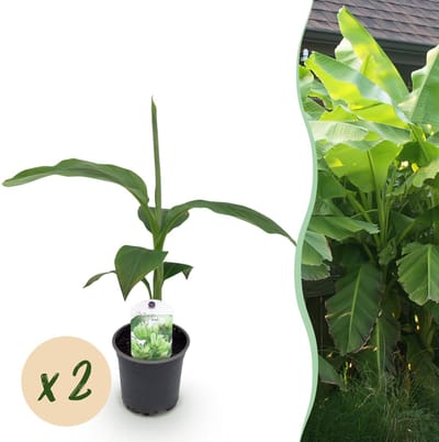 Plantenboetiek.nl | Bananen plant - Musa Basjoo - Winterhard - 2 planten - Ø15cm - 30cm hoog - Tuinplant